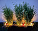 Pflanzbeet mit terra-S LED-Lichtschlauch